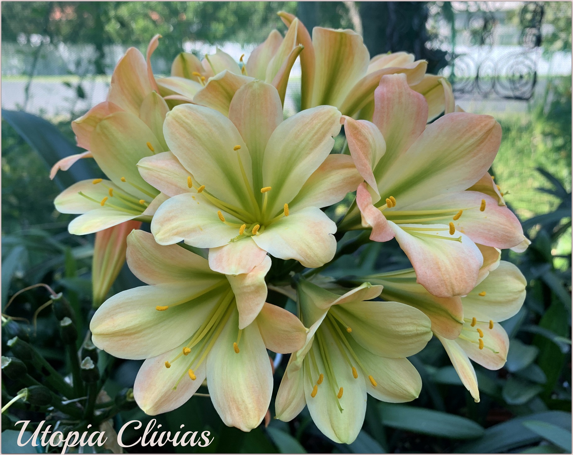 Utopia Clivias